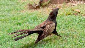 Phazanya shorthbie cuckoo